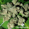 Zeus OG