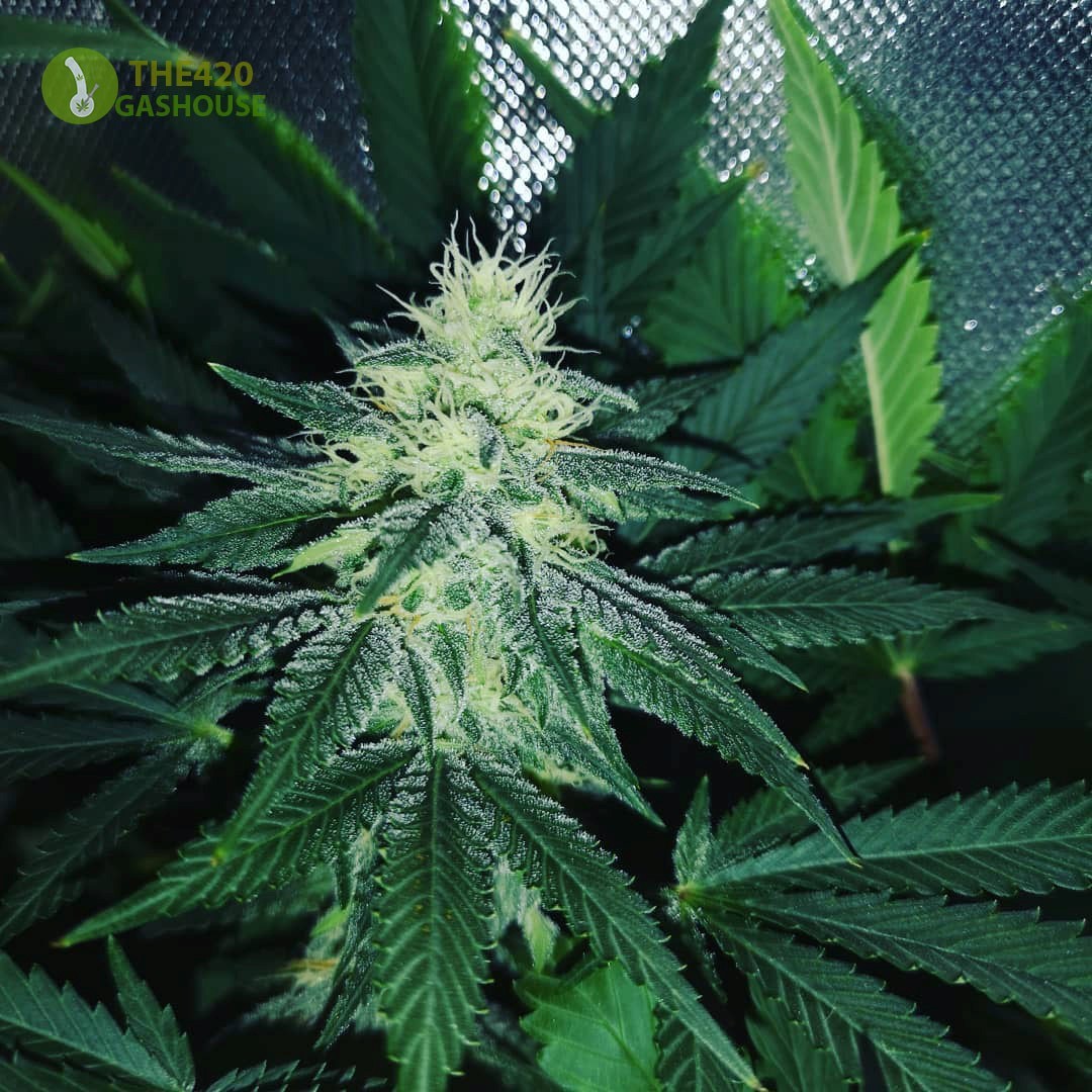 autoflowering marijuana