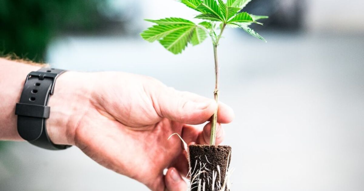 how to revive wilted clones