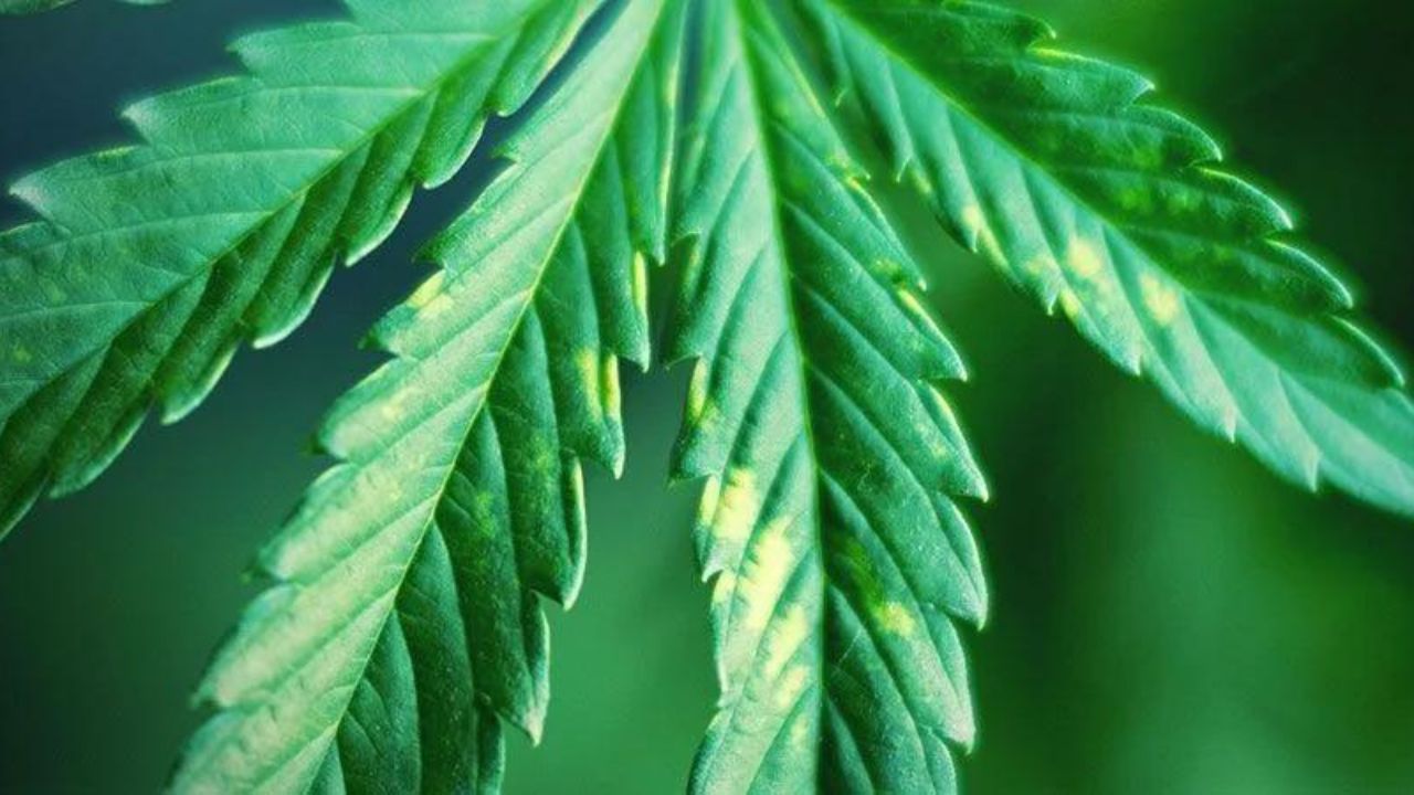 Cannabis Leaf Tips Curling Down Causes And Solutions