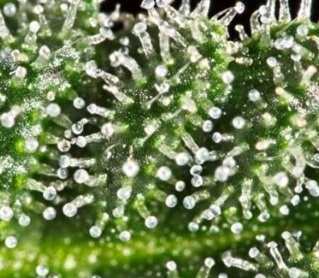does rain wash away trichomes
