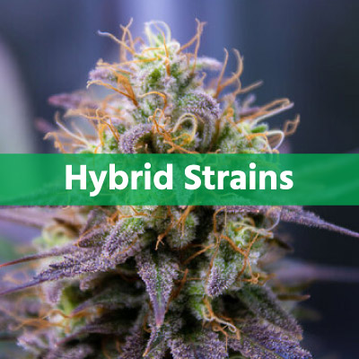 Hybrid strains