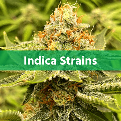 Indica